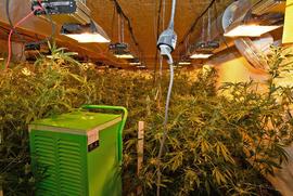 Ermittlungen führen zu Profi-Cannabisplantage